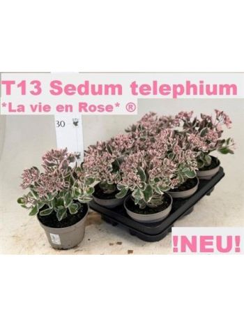 SEDUM TE VIE EN ROSE