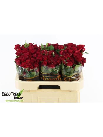 R TR RED TRENDSETTER 60CM