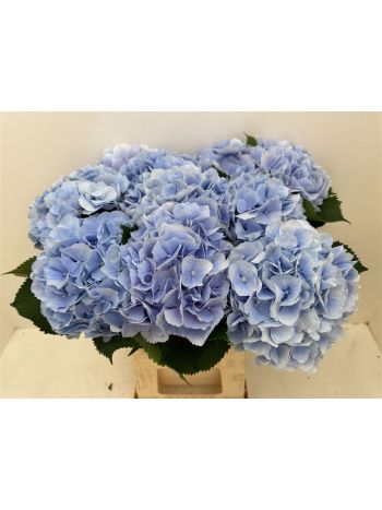 HYDR M VERENA BL 60CM