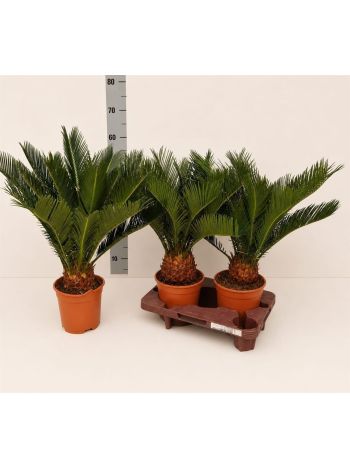 CYCAS REVOLUTA