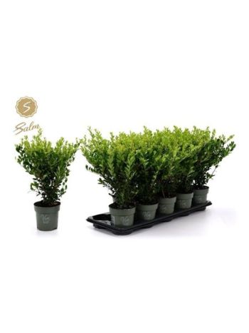 ILEX CRENATA JENNY