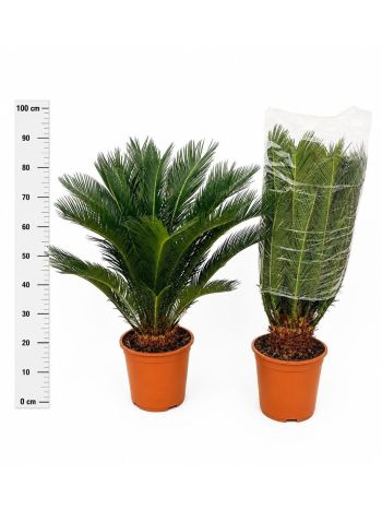 CYCAS REVOLUTA