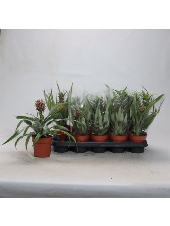 ANANAS OV