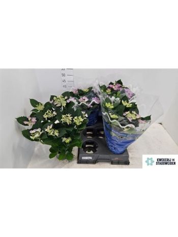 HYDR M 5+ NIZZA BLUE