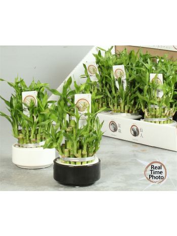 DRA LUCKY BAMBOO
