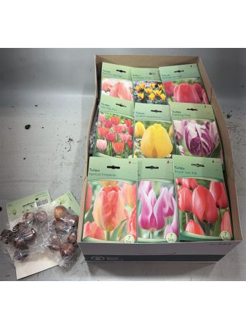 HAGYMA TULIPAN *40