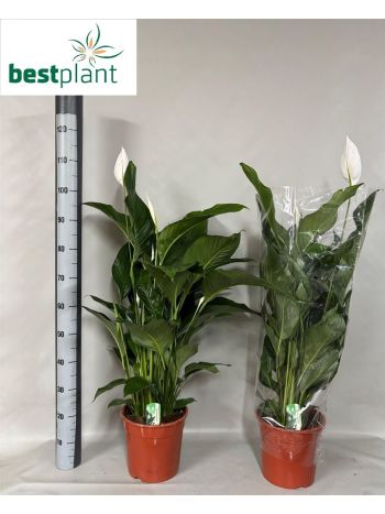 SPATH SWEET LAURETTA
