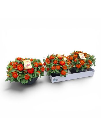 ZINNIA ZAH SCARLET TÁL