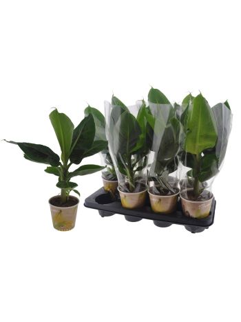 MUSA TROPICANA