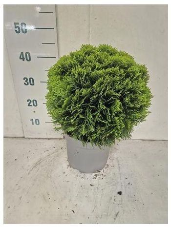 THUJA O DANICA