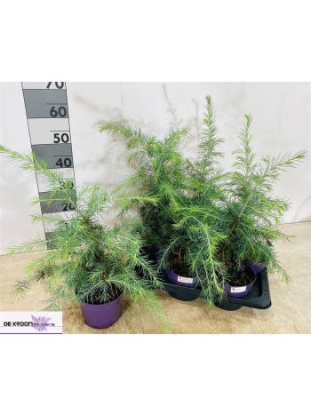 CEDRUS DEODARA