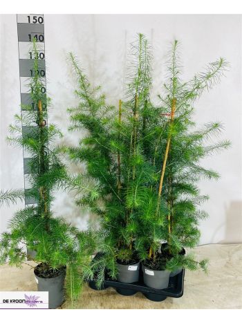 LARIX DECIDUA