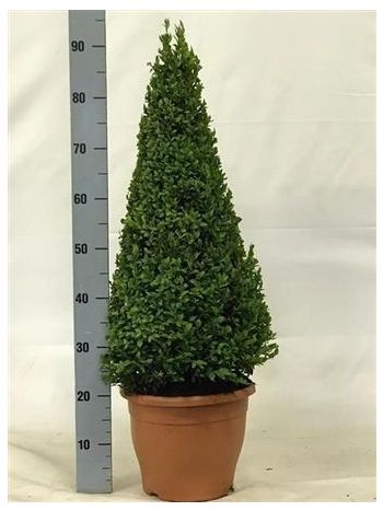 BUXUS SEMP PIRAMIS