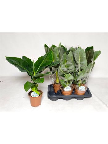 MUSA TROPICANA