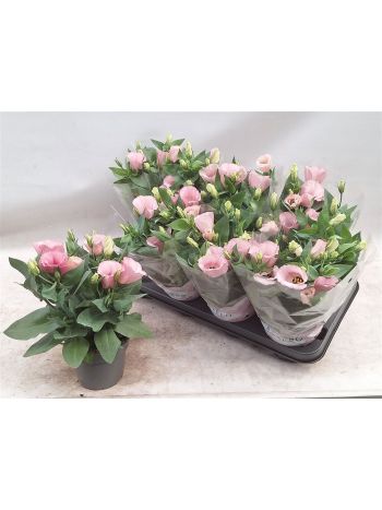 EUST JULIETTA PINK