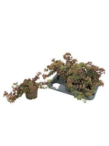 SEDUM SIEBOLDII