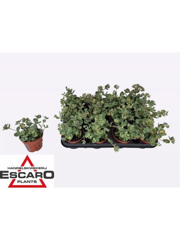 SEDUM SI MEDIOVARIEG