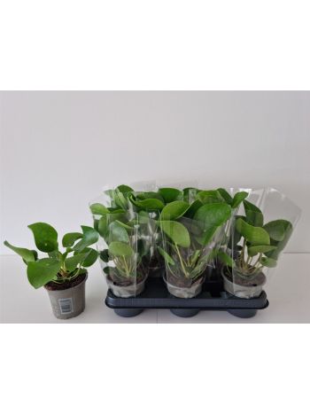 PILEA PEPEROMIOIDES