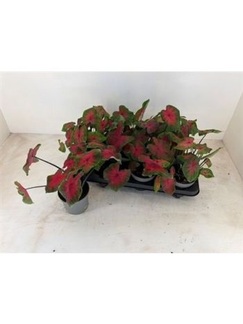 CALAD RED