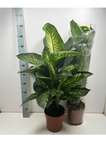 DIEFF SE TROPIC SNOW