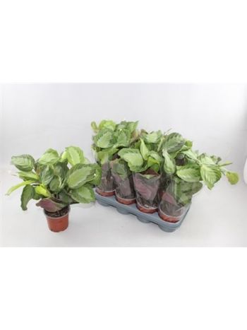 MARANTA EXCLUS GREY