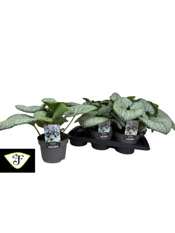 BRUN MACROPHYLLA KAUKÁZUSI NEFELEJCS