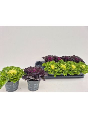 BRASSICA OLERACEA