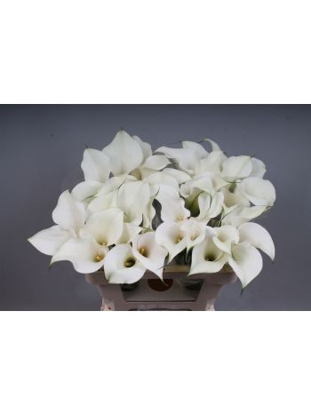 ZANT CAPT VENTURA 55CM