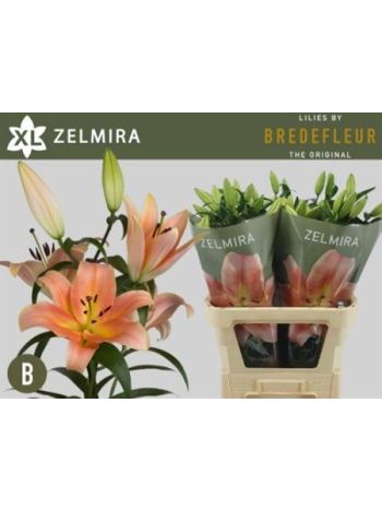 LI OT ZELMIRA
