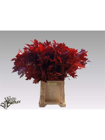 QUERC RUB OV KLB H% - ROOD