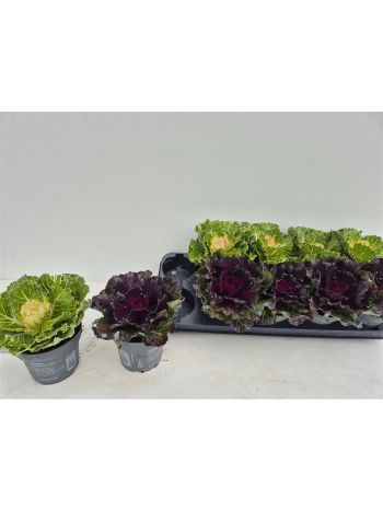 BRASSICA OLERACEA