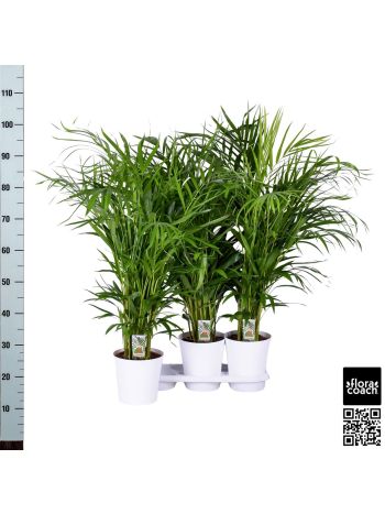 DYPSIS LUTESCENS FEHÉR KASPÓS
