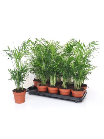 CHAMAED ELEGANS