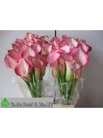 ZANT OV - PINK 70CM