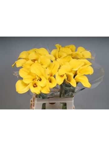 ZANT GOLDCUP 65CM