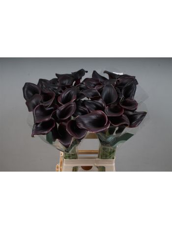 ZANT CALL CEARA 70CM