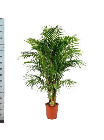 DYPSIS LUTESCENS