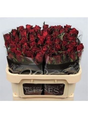 R GR EVER RED 70CM