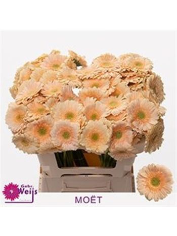 GE MI MOET