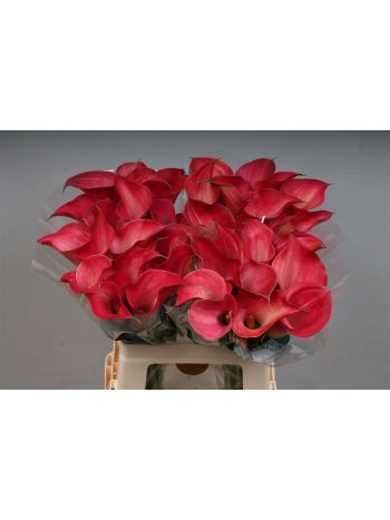 ZANT CALL RAMONA 60CM