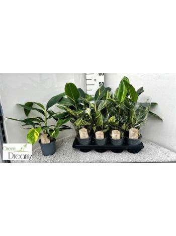 ALPINIA VARIEGATA AKCIO