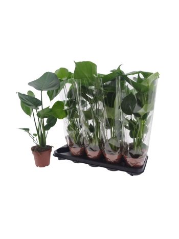 MONSTERA DELICIOSA