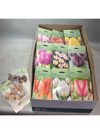 HAGYMA TULIPAN *40