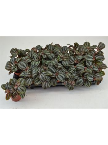 PILEA NORFOLK