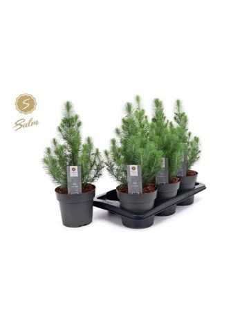 PINUS SILVER CREST