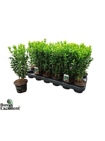 BUXU SEMPERVIRENS