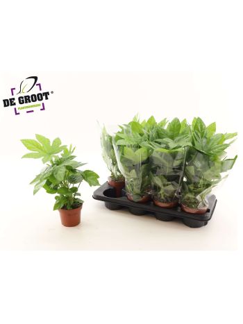 FATSIA OV