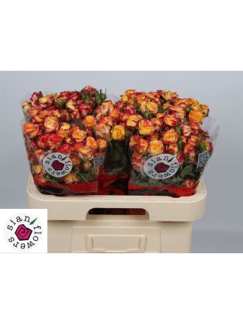 R TR LAND OF FIRE 60CM