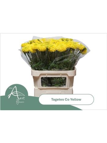TAGE E CO YELLOW