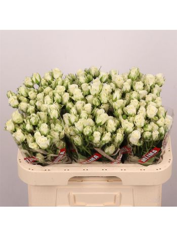 R TR SNOWFLAKE 60CM